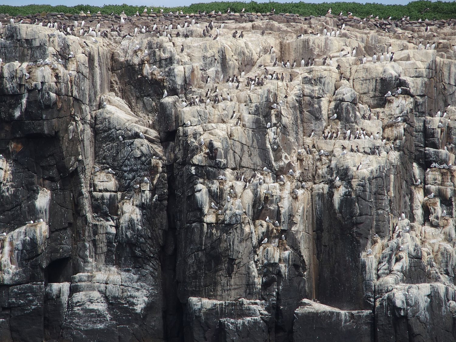 inner farne guano